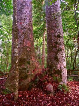 Four Sisters Kauri Trees (Agathis australis) in the Waipoua Forest of New Zealand.