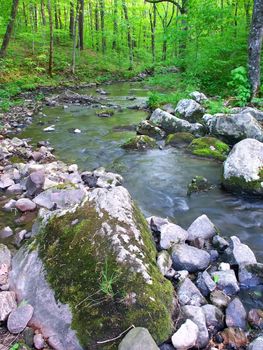 Stream flows through a dense woodland at Baxters Hollow State Natural Area in southern Wisconsin.