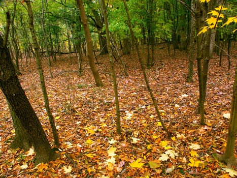 Beautifully colored fall leaves cover a woodland at Kishwaukee Gorge Forest Preserve in northern Illinois.