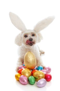 A white maltese terrier pet dog licking lips sitting among a selection of colourful chocolate easter eggs.  White background.