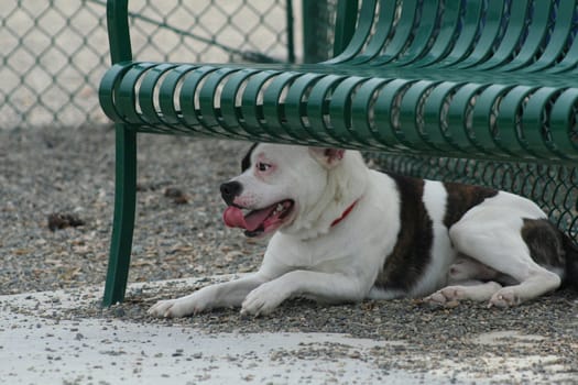 Staffordshire Bull Terrier in a park.