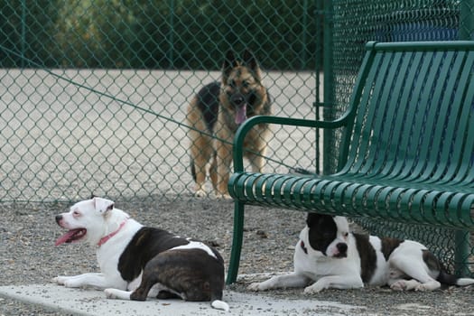 Staffordshire Bull Terrier in a park.