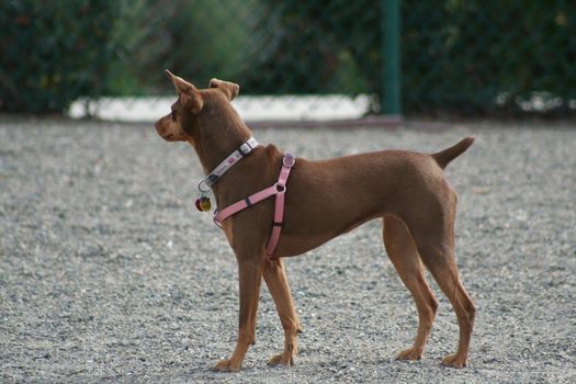 Miniature Pinscher dog in a park.