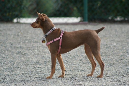 Miniature Pinscher dog in a park.