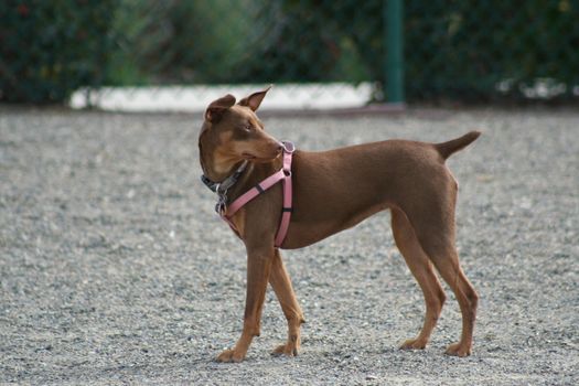 Miniature Pinscher dog in a park.