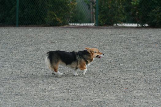 Welsh Corgi outside in a park.