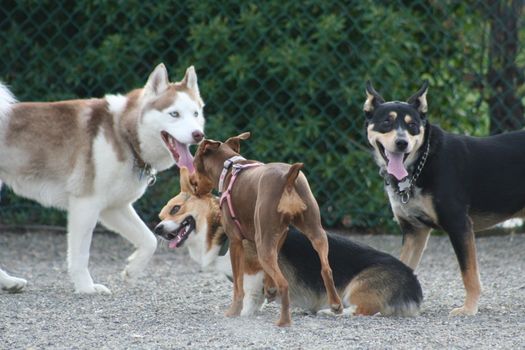 Group of Dogs Playing in a park.