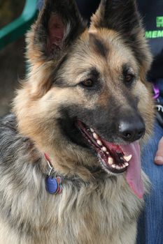 German shepherd dog outside in a park.