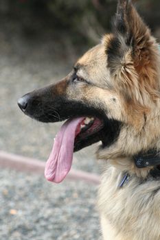 German shepherd dog outside in a park.