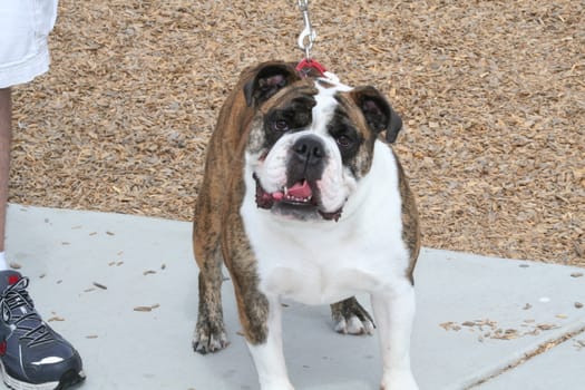 Cute bulldog puppy outside in a park.