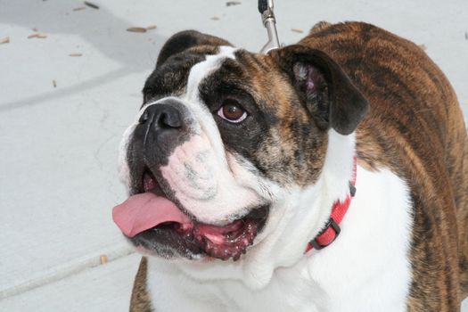 Cute bulldog puppy outside in a park.