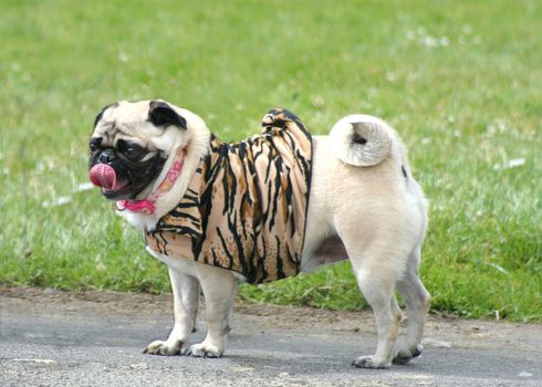 Pug outside in a park.