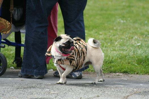 Pug outside in a park.