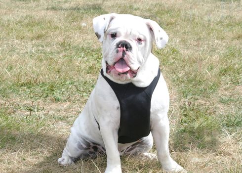 Cute bulldog puppy outside in a park.