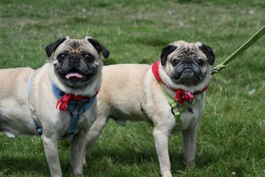 Pugs outside in a park.