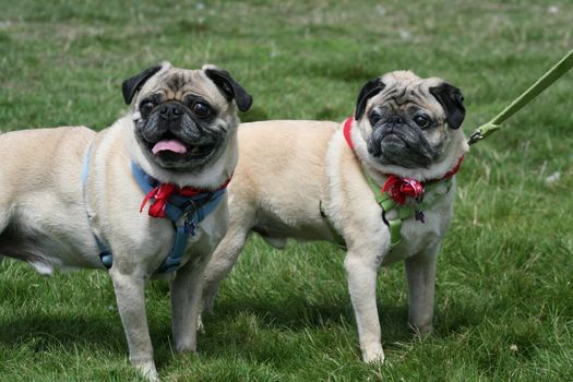 Pugs outside in a park.