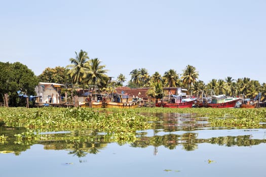 landscape horizontal take of Kerala fishing boats moored and surrounded trapped by hyacinth, colorful vista with copy area crop margins and empty spaces