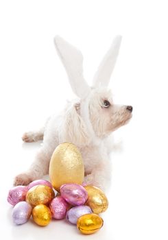 A pet maltese terrier dog wearing white bunny ears and sitting among chocolate easter eggs.  Dog is looking sideways suitable for a message.  White background.