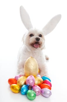 A happy easter bunny dog with lots of easter eggs.  White background.