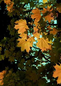 Closeup of autumn leaves on a tree