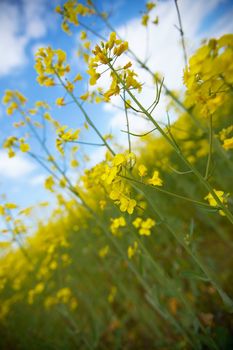 Rapeseed plant closeup on a field