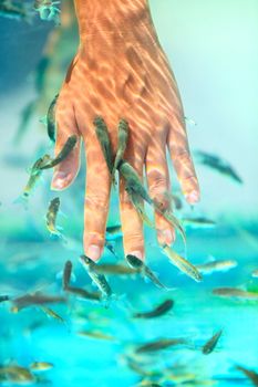 Manicure fish spa beauty treatment. Hand and finger skin care treatment in water with the fish rufa garra, also called doctor fish, nibble fish and kangal fish. Closeup.