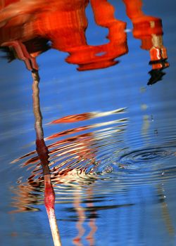 Reflection of a pink flamingo in water