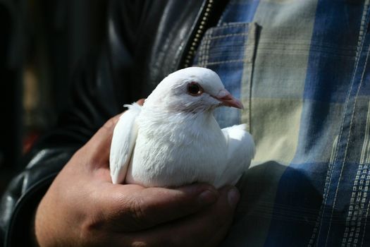 The white pigeon in the big hand of the man