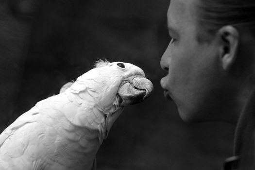 The person tries to kiss a white parrot. b/w