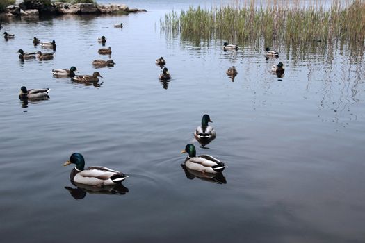 ducks swimming in a lake