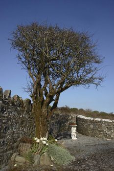a tree against a stone wall