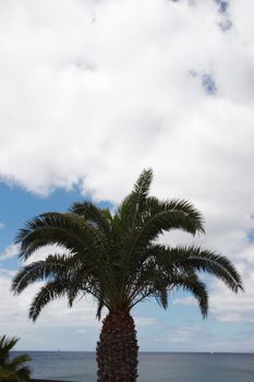 a lanzarote view with palm tree