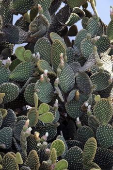 a flowering cactus on a mediteranean island