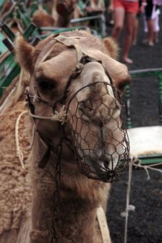 camel resting before he sets off again