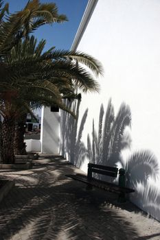 palm trees giving shade to a bench