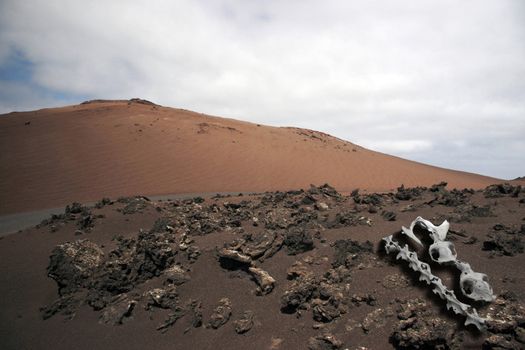 a collection of bones on a volcanic hill