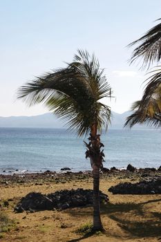 a lanzarote beach with palm tree