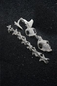 a collection of bones on volcanic ash