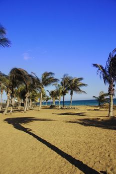 a lanzarote beach with palm tree