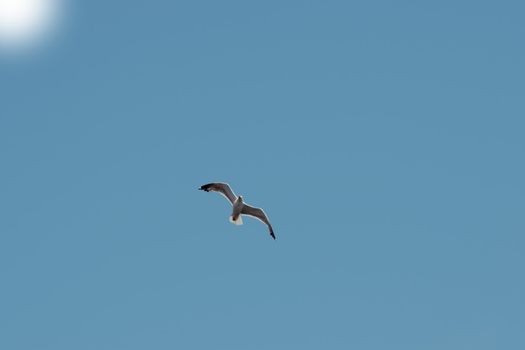 a seagull swooping down for a feed