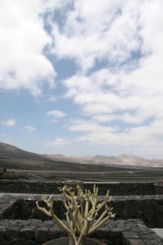 a vineyard in the wine region of lanzarote