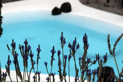 the pool side of a lanzarote garden