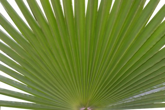 plant like a fan with white background