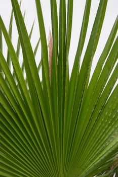 plant like a fan with white background