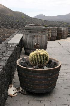 a vineyard in the wine region of lanzarote