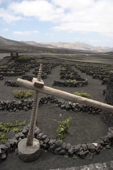 a vineyard in the wine region of lanzarote