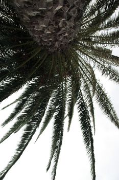 an alternative view of a palm tree