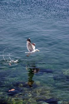 a seagull swooping down for a feed