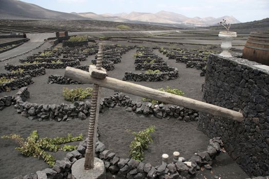 a vineyard in the wine region of lanzarote