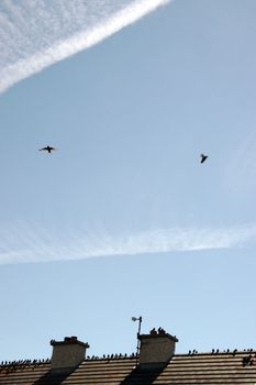 a gathering of birds on a roof